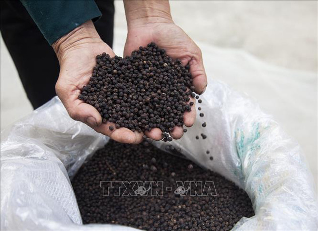 Thị trường nông sản tuần qua: Giá lúa giảm, giá tiêu, cà phê phục hồi - Ảnh 1. Thị trường nông sản tuần qua: Giá lúa giảm, giá tiêu, cà phê phục hồi - Ảnh 1.